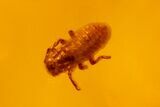 Fossil Aphid, Spider and Fly in Baltic Amber #159894-2
